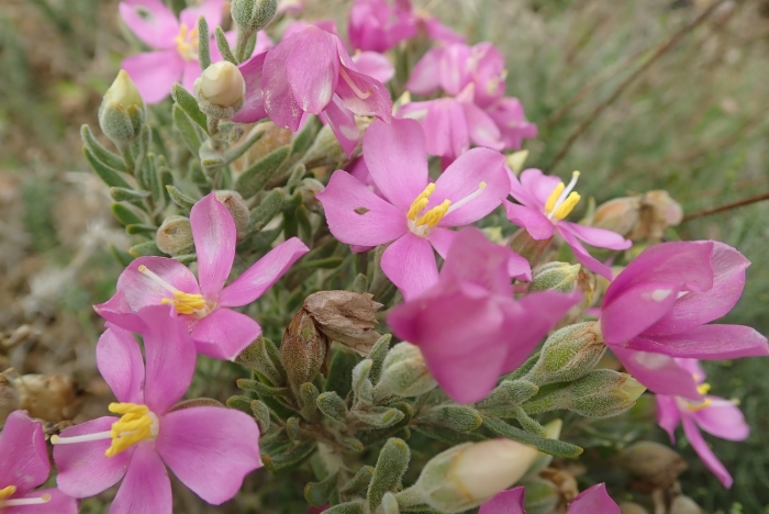 Orphium frutescens image