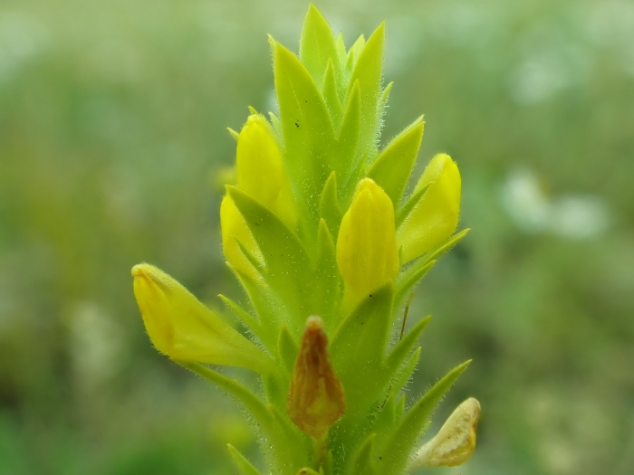 Orthocarpus luteus image