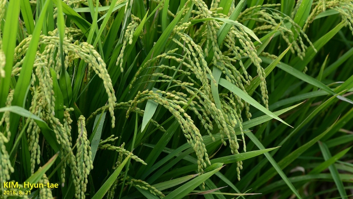Oryza sativa image