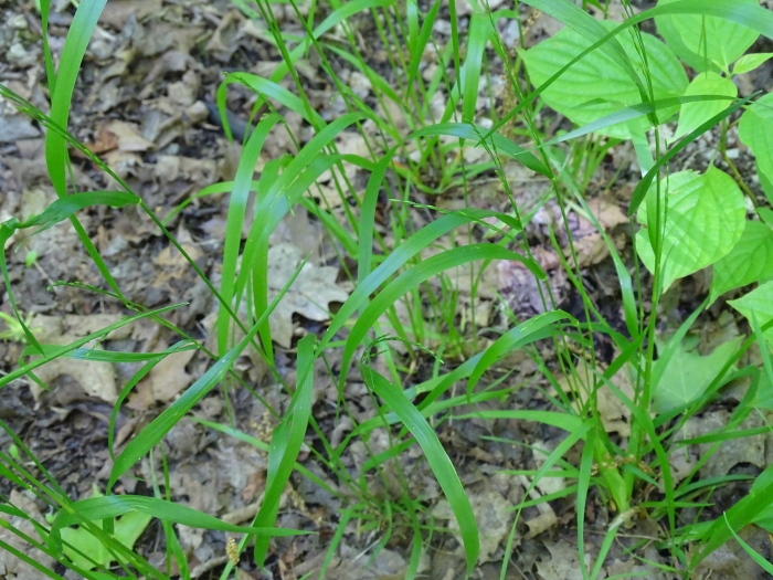 Oryzopsis racemosa image