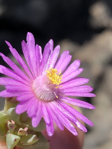 Oscularia deltoides image