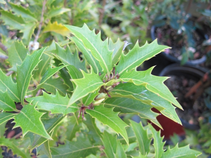 Osmanthus armatus image