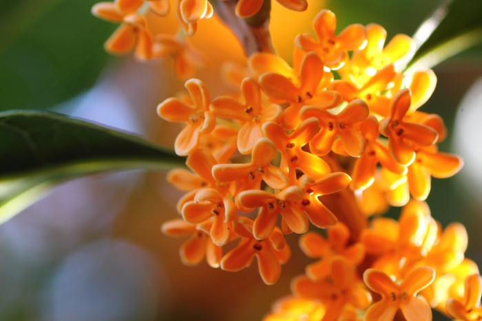 Osmanthus fragrans var. aurantiacus image