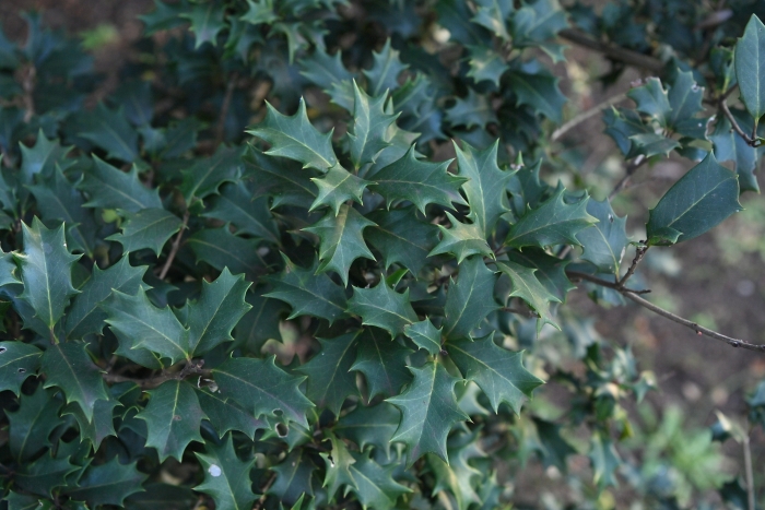 Osmanthus heterophyllus image