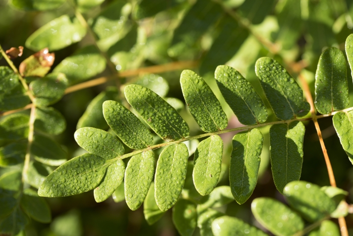 Osmunda japonica image
