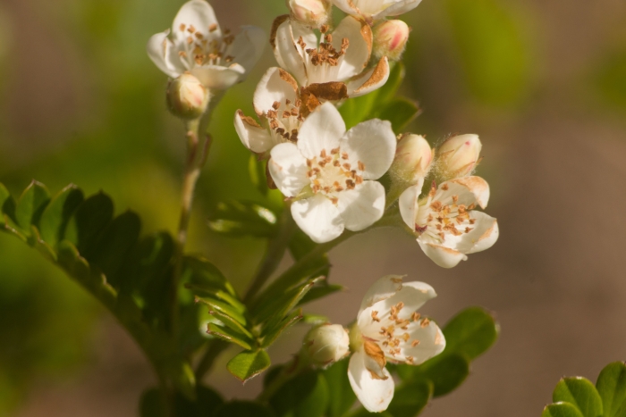 Osteomeles anthyllidifolia image
