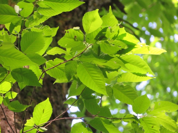Ostrya japonica image