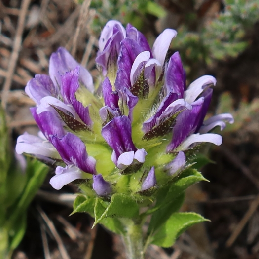 Otholobium fruticans image