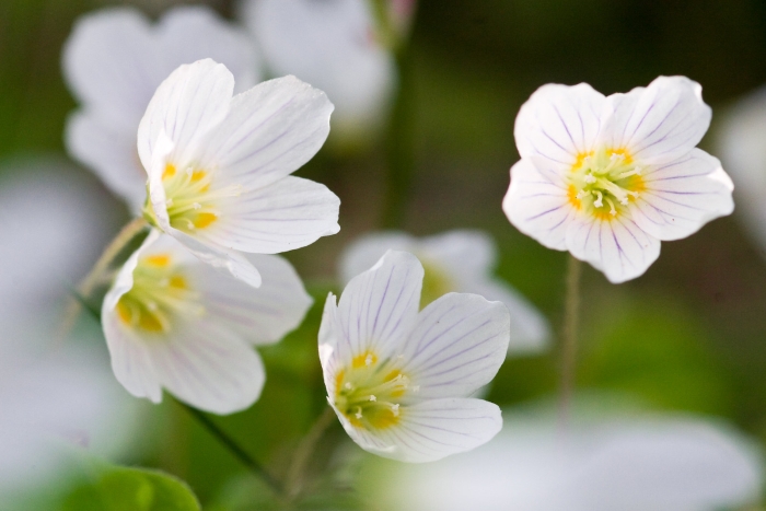 Oxalis acetosella image