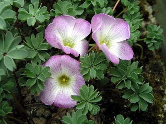 Oxalis adenophylla image