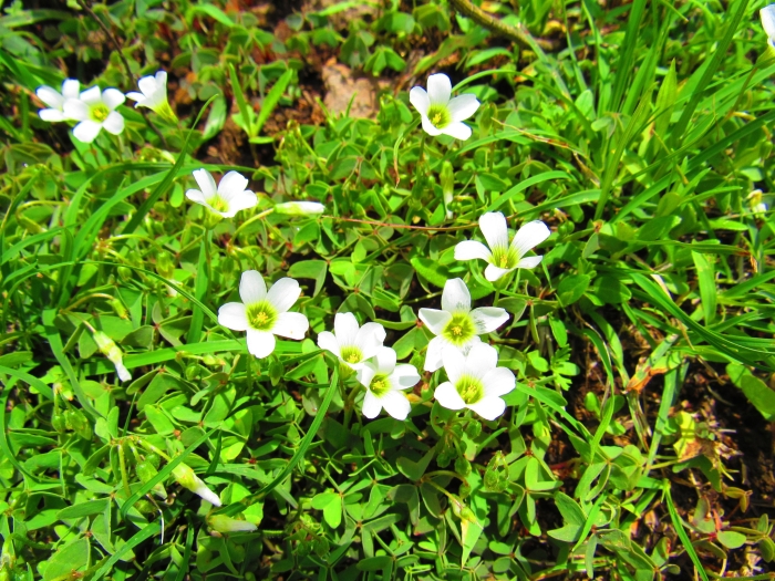 Oxalis alpina image