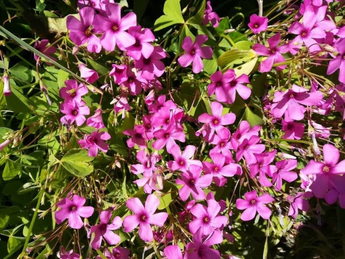 Oxalis articulata image