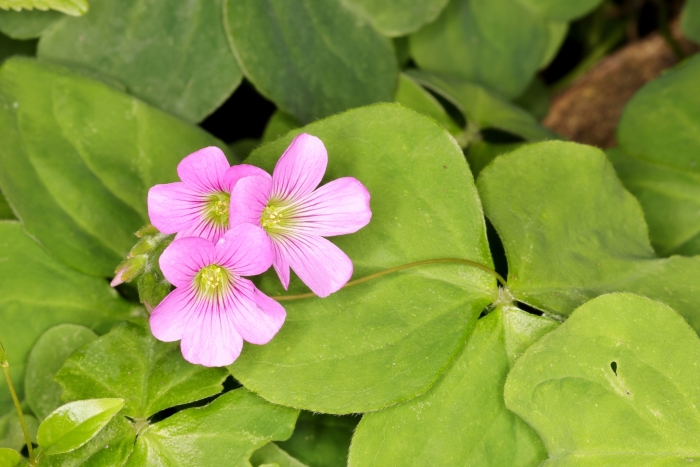 Oxalis debilis image