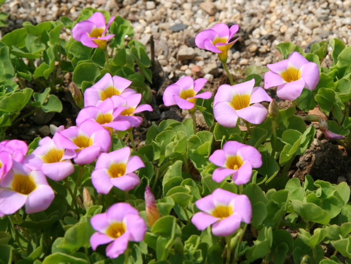 Oxalis depressa image