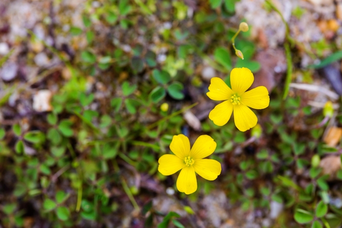 Oxalis dillenii image