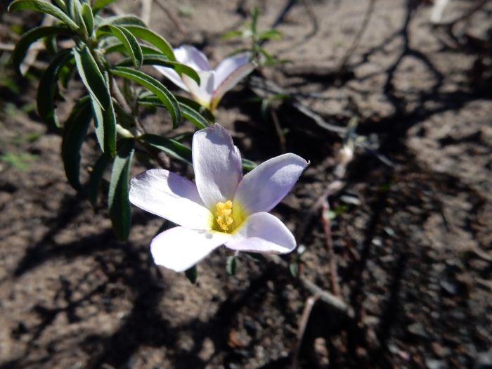 Oxalis hirta image