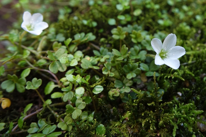 Oxalis magellanica image