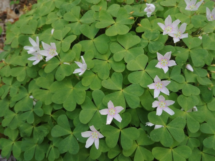 Oxalis montana image
