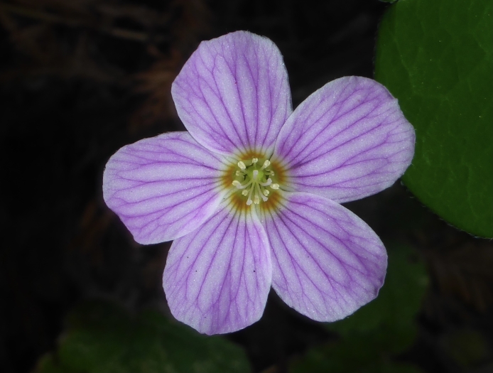 Oxalis oregana image