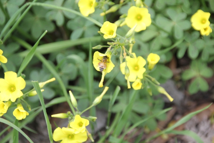 Oxalis pes-caprae image