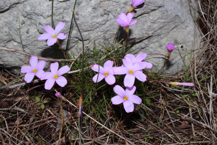 Oxalis polyphylla image