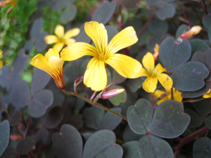 Oxalis spiralis image