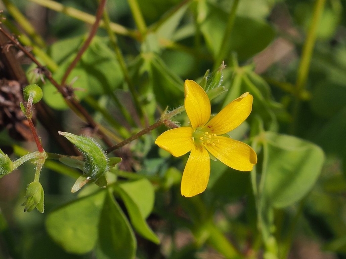 Oxalis stricta image
