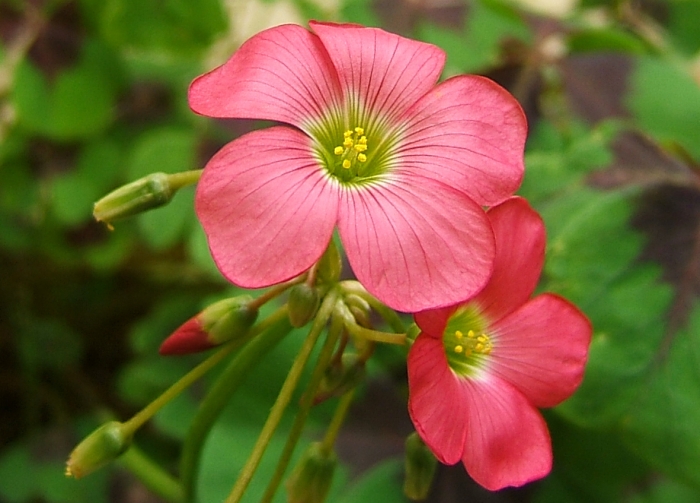 Oxalis tetraphylla image
