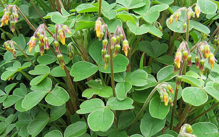 Oxalis tuberosa image