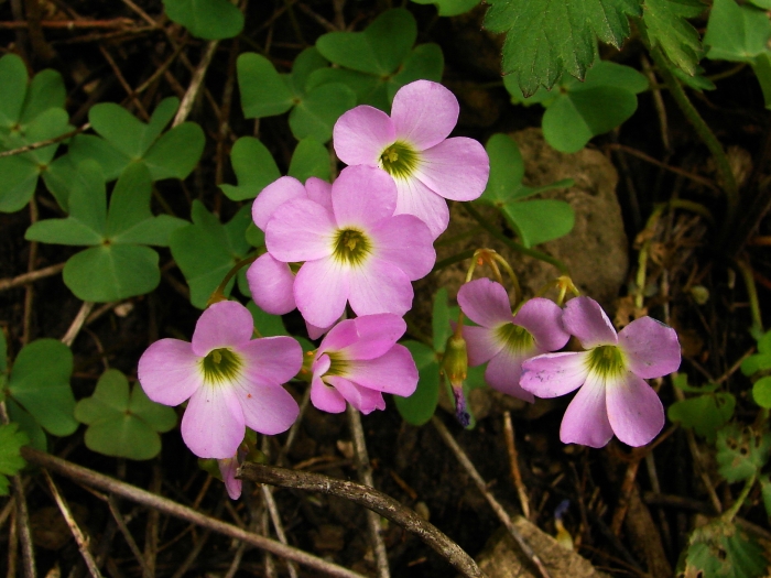 Oxalis violacea image