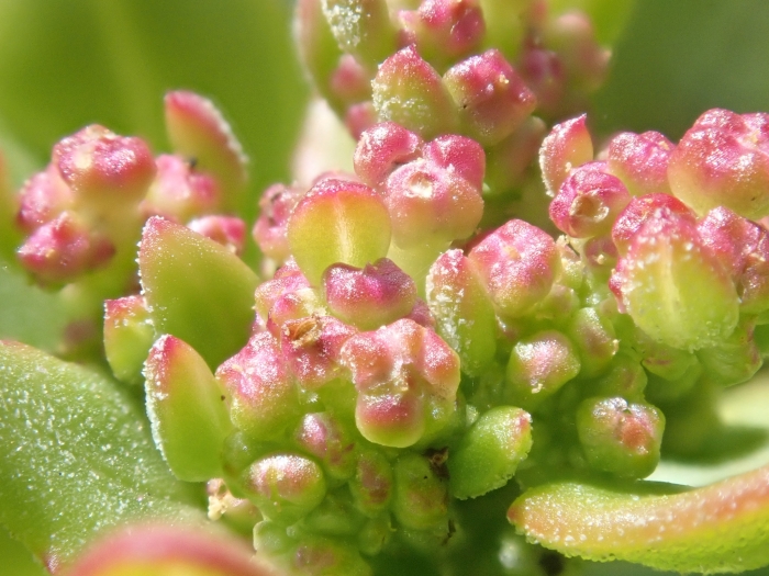 Oxybasis rubra image