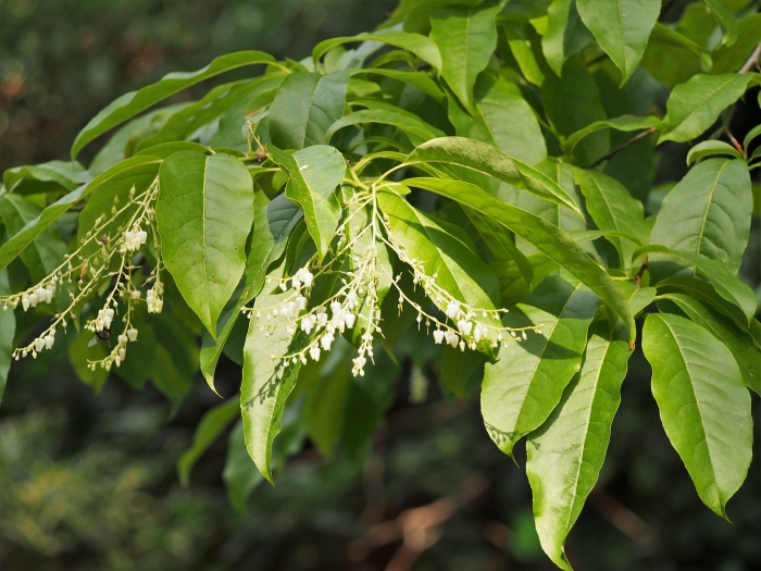 Oxydendrum arboreum image