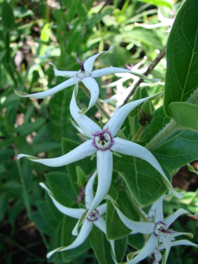 Oxypetalum erectum image