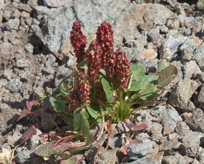 Oxyria digyna image