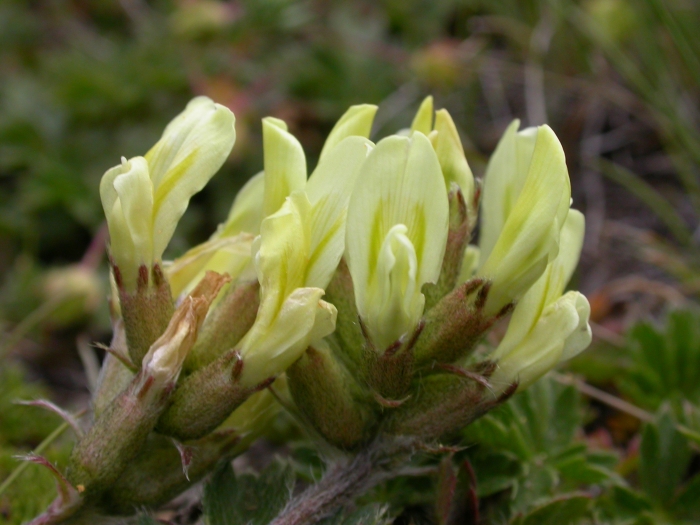 Oxytropis campestris image