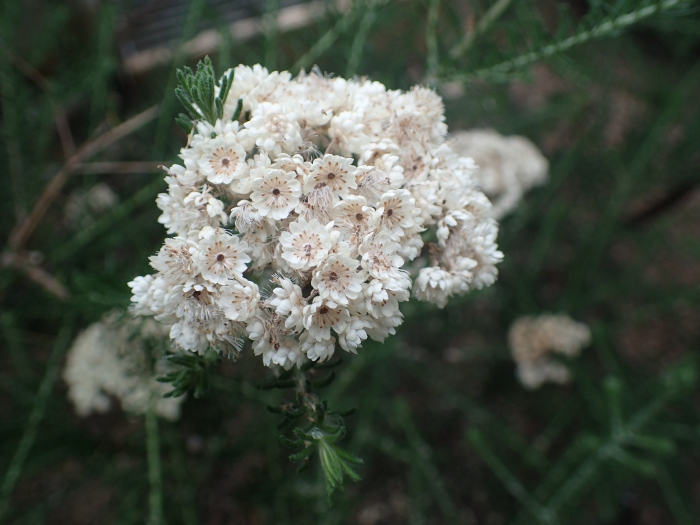 Ozothamnus diosmifolius image