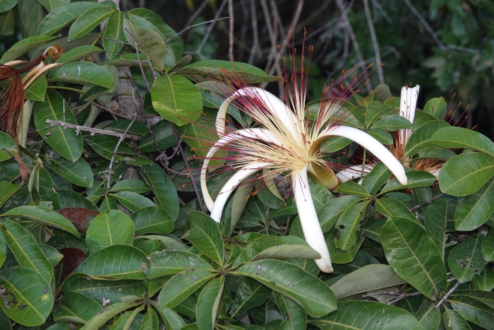 Pachira aquatica image