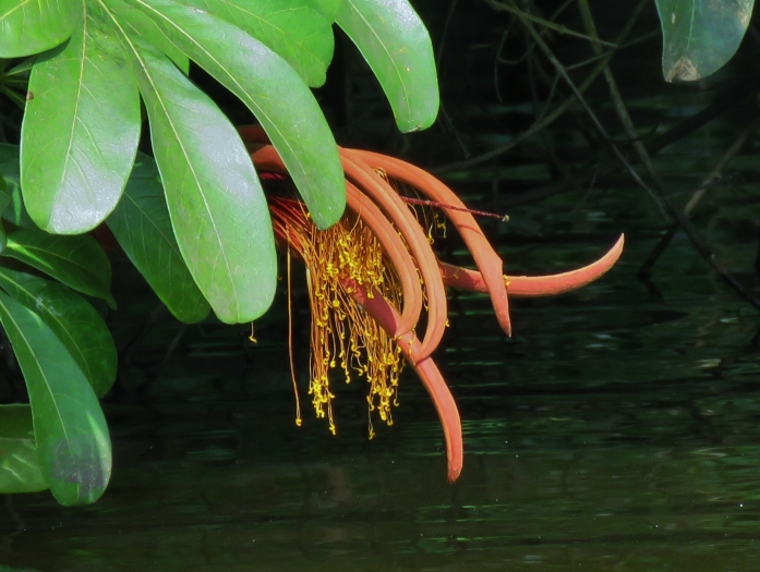 Pachira insignis image