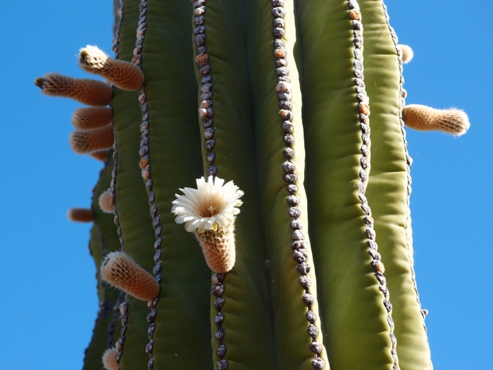 Pachycereus pringlei image