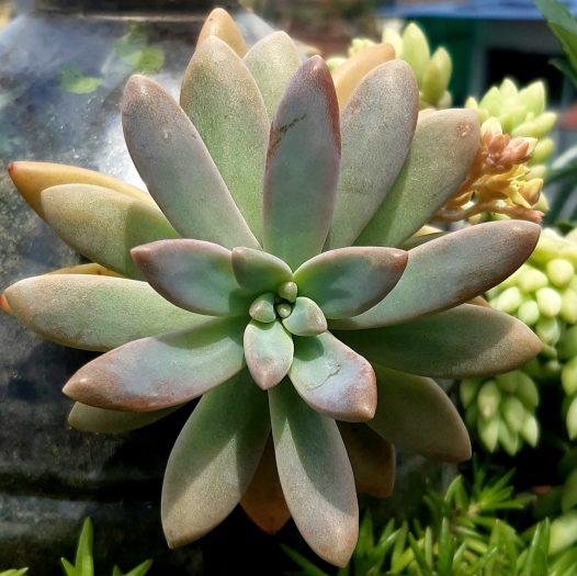 Pachyphytum hookeri image