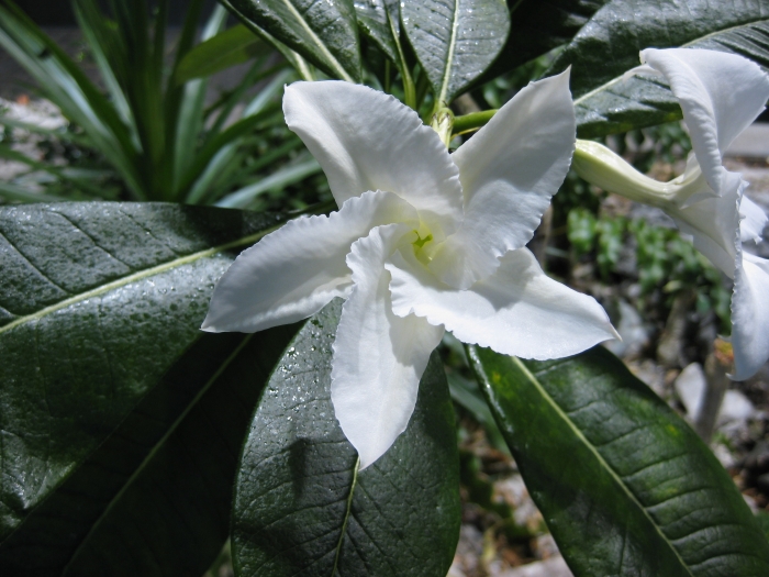 Pachypodium lamerei image