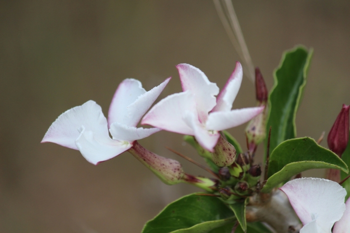 Pachypodium saundersii image
