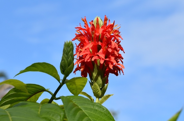 Pachystachys coccinea image