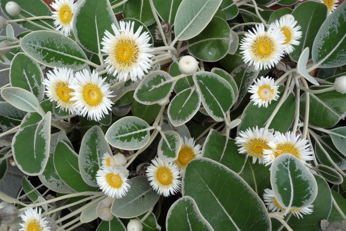 Pachystegia insignis image
