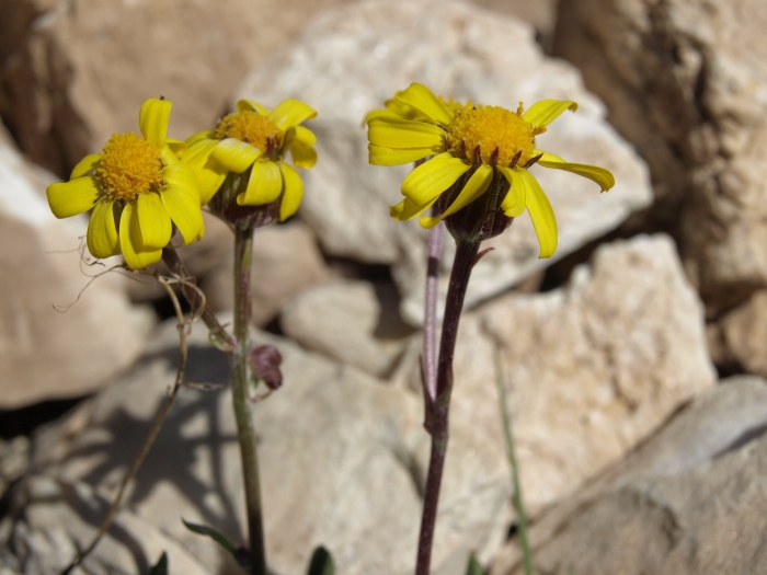 Packera werneriifolia image