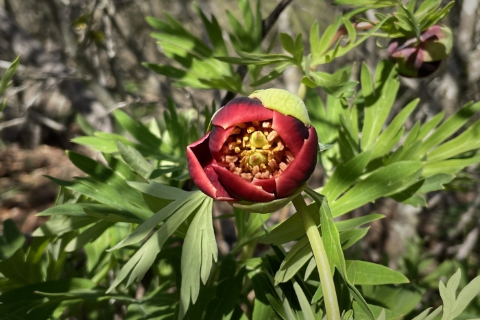 Paeonia californica image