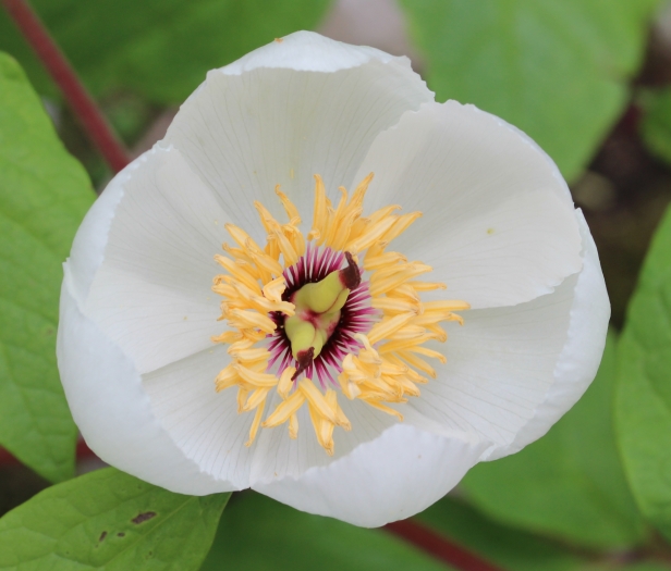 Paeonia obovata image