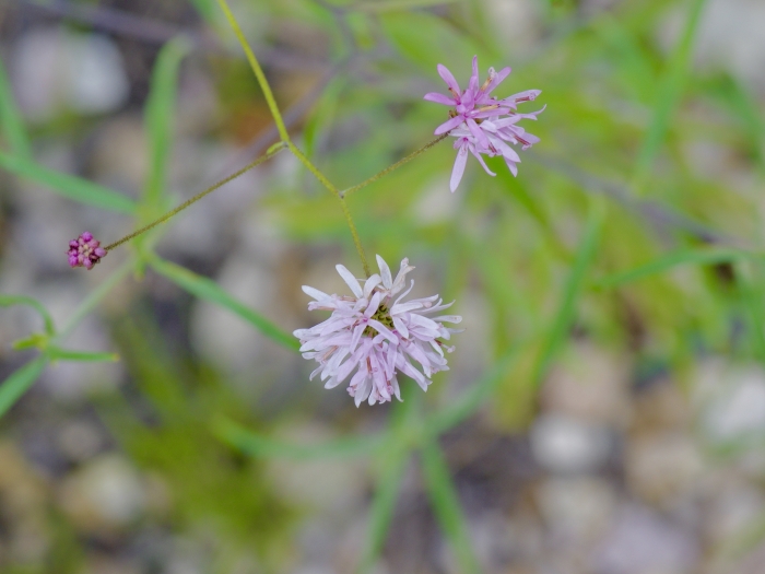 Palafoxia callosa image