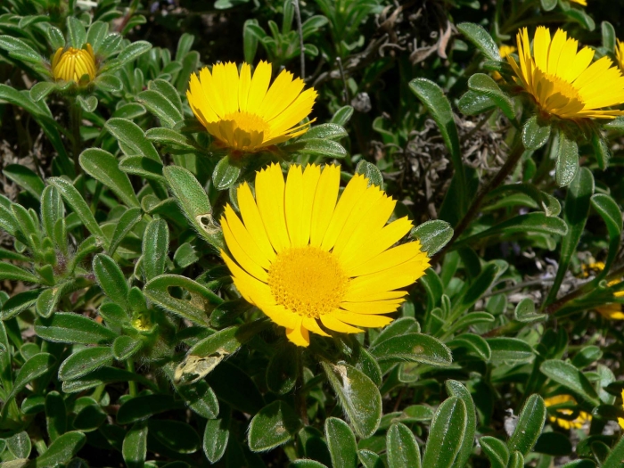 Pallenis maritima image