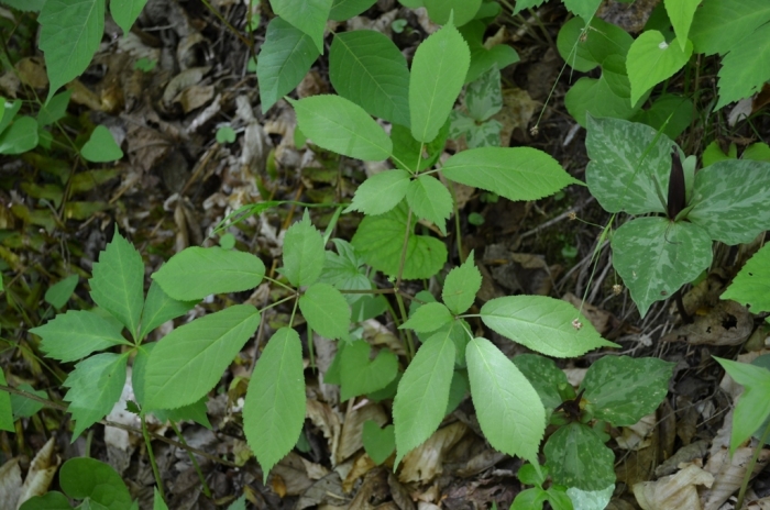 Panax quinquefolius image